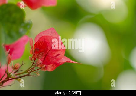 Eine blühende Bougainvillea Blume ist rosa, mit einem verschwommenen grünen Laub Hintergrund an einem sonnigen Tag Stockfoto