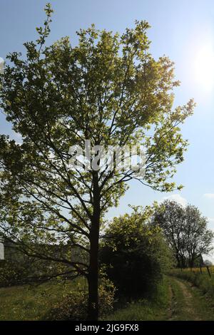 Grüner Baum im Frühling Stockfoto