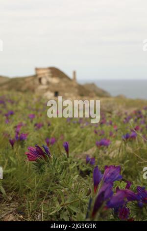 Hausruinen in der Natur am Meer Stockfoto