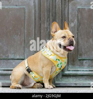Der 6-jährige Franzose sitzt und keucht vor der Mausoleum-Tür. Stockfoto