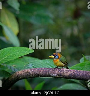 Weibliche Rotkopfbarbet (Eubucco Bourcierii) aus der Familie der Capitonidae, Mindo-Nebelwald, Ecuador. Stockfoto