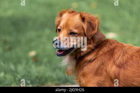 Brauner Mischlingshund mit Zunge aus und glückliches Gesicht in den Bergen. Stockfoto