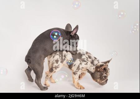 Zwei verspielte französische Bulldogge-Welpen mit einigen Luftblasen auf weißem Hintergrund Stockfoto