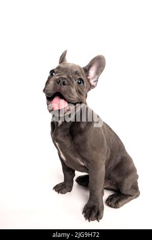 Lächelnd liebenswert Französisch Bulldogge Welpen auf einem weißen Hintergrund sitzen Stockfoto