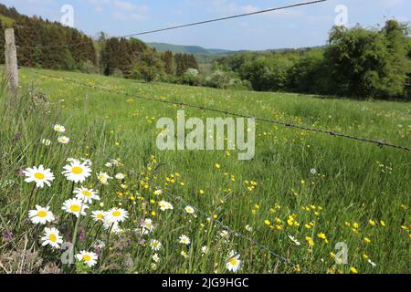 Gänseblümchen durch eine Wiese mit Elektrodraht oben im Tal Stockfoto