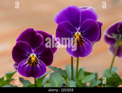 Nahaufnahme von zwei Sorbet antike Schatten Viola Blumen im Querformat. Stockfoto