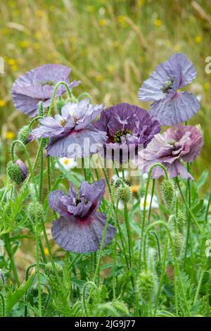 Blooming Amazing Grey Shirley Mohnblumen auf sonniger Sommerwiese, in verschiedenen Lila-Tönen. Stockfoto