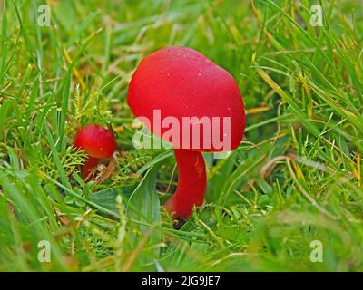 Scharlachroter Waxcap-Pilz (Hygrocybe coccinea) auf altem Grasland in Cumbria, England, Großbritannien Stockfoto