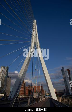Die Erasmus-Brücke über den Fluss Nieuwe Maas, Rotterdam, Niederlande Stockfoto