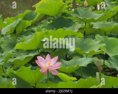 Eine wunderschöne rosa Seerose, umgeben von grünen großen Blättern Stockfoto