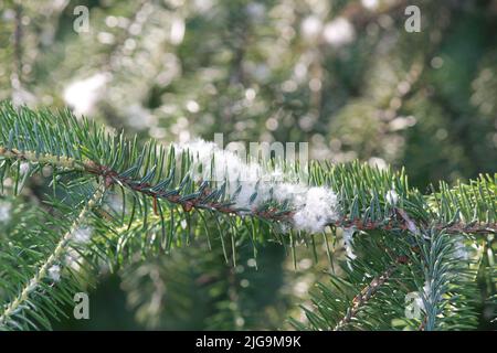 Schwarze Baumwollholzbäume in Juneau, Alaska, USA Stockfoto