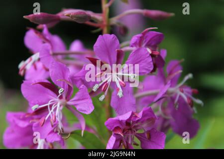 Rosa Blüten blühen in Sitka, Alaska, USA Stockfoto