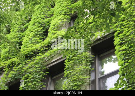 Ivy-bedeckte Wände an der University of Chicago Stockfoto