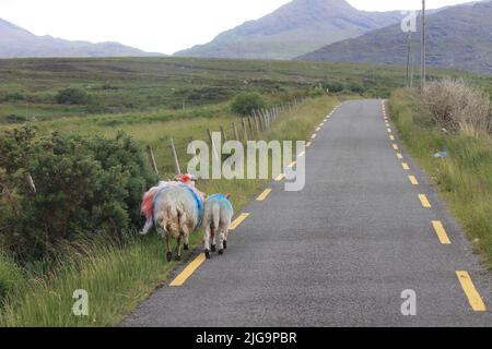 Schafüberquerung im ländlichen Irland Stockfoto