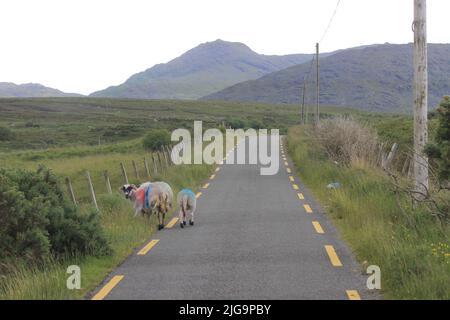 Schafüberquerung im ländlichen Irland Stockfoto