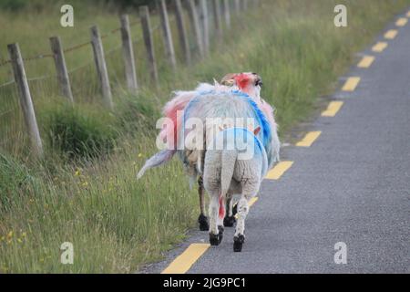 Schafüberquerung im ländlichen Irland Stockfoto