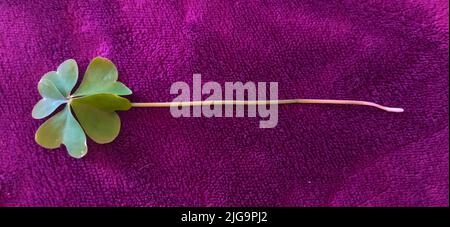 Eine schöne vierblättrige Kleeblatt-Pflanze breitete sich auf einer weichen, violetten Fleece-Decke aus Stockfoto