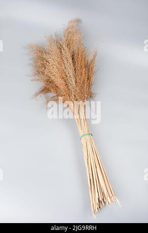 Strauß von Schilfrohr trockenes Gras auf grauem Hintergrund. Stockfoto