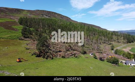 GLEN CLOVA, SCHOTTLAND, Großbritannien - 07. Juli 2020 - Gefallene schottische Kiefern, die nach dem Sturm Arwen zurückgelassen wurden, hinterließen 1 Millionen Quadratmeter dieses Schadens in ganz Schottland Stockfoto