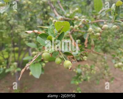 Eine Nahaufnahme eines Apfelbaums mit kleinen, neu wachsenden Äpfeln darauf Stockfoto