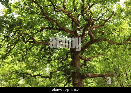 Grüne große Eiche mit riesigem Stamm in der Mitte des Kiefernwaldes Stockfoto