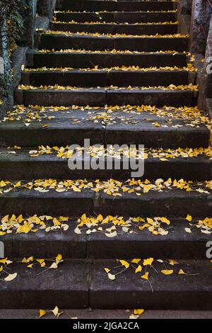 Antike Stufen mit gefallenen Ginkgoblättern im Herbst am Nezu-Schrein, Bunkyo, Tokio, Japan Stockfoto