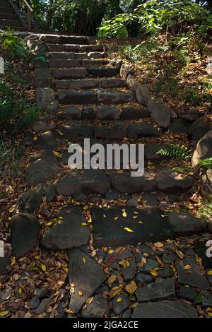 Antike Stufen mit gefallenen Ginkgoblättern im Herbst am Nezu-Schrein, Bunkyo, Tokio, Japan Stockfoto