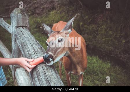 Füttern der Hirsche im Zoo. Der Hirsch im Zaun frisst ein Karottenstück, das von der Hand des Kindes gefüttert wird Stockfoto