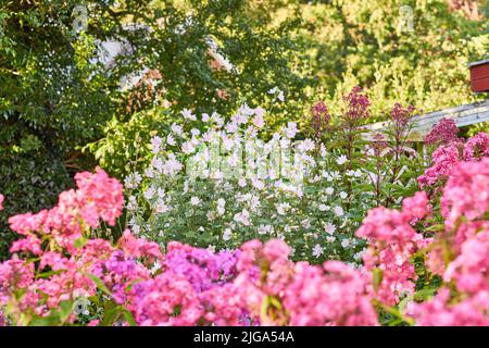 Rosa Kosmos Blumen wachsen und blühen in üppig grünen Busch in einem Garten oder Hinterhof. Strukturierte Detail der Vielzahl von Pflanzen blühenden und Stockfoto