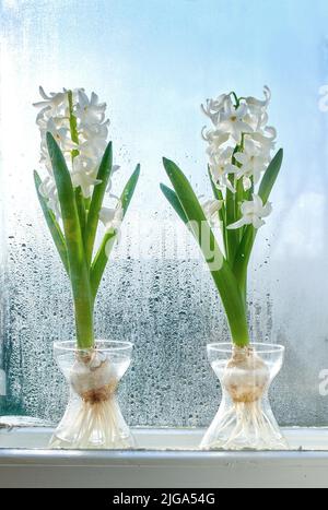 Nahaufnahme des Crocus, der im Süßwasser wächst, Pflanze auf einer Fensterbank. Zwei weiße Blumensträuße, die die Schönheit der Natur und das friedliche Ambiente noch weiter erhöhen Stockfoto