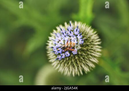 Nahaufnahme von Distelpflanzen, die im Sommer in einem Garten inmitten von Grün in der Natur von Bienen bestäubt werden. Grüne Botanik wächst auf einem grünen Feld Stockfoto