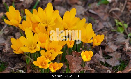 Gelbe Krokus flavus Blumen wachsen in einem Garten oder Wald draußen. Nahaufnahme eines schönen Strauß blühender Pflanzen mit lebendigen Blütenblättern, die blühen und Stockfoto