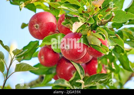 Frische rote Äpfel, die an einem Baum zur Ernte auf einem nachhaltigen Bauernhof an einem sonnigen Tag im Freien wachsen. Nahaufnahme von reifen, nahrhaften und biologischen Früchten angebaut Stockfoto