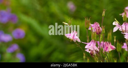 Nahaufnahme von rosa gemeinen columbine Blumen mit Bokeh Kopie Raum Hintergrund. Der Anbau von aquilegia vulgaris auf üppigen Gartenstielen. Leidenschaftlich über Stockfoto