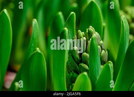 Nahaufnahme einer aufkeimenden Hyazinthen-Blume auf einem üppigen grünen Strauch-Stamm, der in einem Hausgarten wächst. Makroansicht einer hyacinthus-Pflanze mit lebhaften Blättern Stockfoto