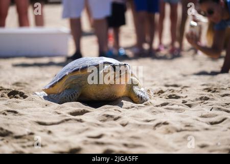 Manikata, Malta. 8.. Juli 2022. Eine Schildkröte wird an der Golden Bay in Manikata, Malta, am 8. Juli 2022 ins Meer entlassen. Eine männliche Schildkröte namens Yvonne wurde am Freitag nach einer langen Behandlung, seit sie im vergangenen September gerettet wurde, auf See entlassen. Quelle: Jonathan Borg/Xinhua/Alamy Live News Stockfoto