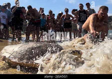 Manikata, Malta. 8.. Juli 2022. Eine Schildkröte wird an der Golden Bay in Manikata, Malta, am 8. Juli 2022 ins Meer entlassen. Eine männliche Schildkröte namens Yvonne wurde am Freitag nach einer langen Behandlung, seit sie im vergangenen September gerettet wurde, auf See entlassen. Quelle: Jonathan Borg/Xinhua/Alamy Live News Stockfoto