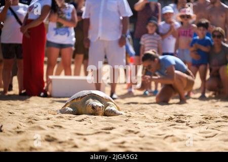 Manikata, Malta. 8.. Juli 2022. Eine Schildkröte wird an der Golden Bay in Manikata, Malta, am 8. Juli 2022 ins Meer entlassen. Eine männliche Schildkröte namens Yvonne wurde am Freitag nach einer langen Behandlung, seit sie im vergangenen September gerettet wurde, auf See entlassen. Quelle: Jonathan Borg/Xinhua/Alamy Live News Stockfoto