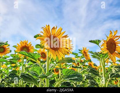 Riesige russische Sonnenblumen wachsen auf einem Feld oder Garten mit einem wolkigen blauen Himmel Hintergrund. Nahaufnahme von schönen hohen helianthus annuus mit lebendigen Stockfoto