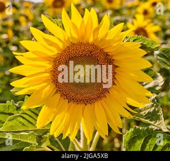 Riesige russische Sonnenblumen, die an einem hellen Tag in einem Feld oder botanischen Garten wachsen. Nahaufnahme von helianthus annuus mit leuchtend gelben Blütenblättern, die einblühen Stockfoto