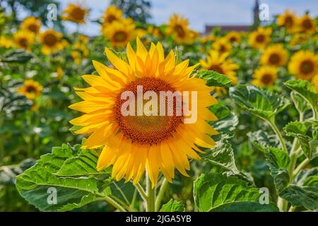 Riesige russische Sonnenblumen, die an einem hellen Tag in einem Feld oder botanischen Garten wachsen. Nahaufnahme von helianthus annuus mit leuchtend gelben Blütenblättern, die einblühen Stockfoto