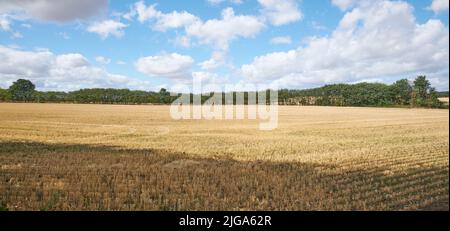 Copyspace mit Weizen wächst auf einem ländlichen Bauernhof für die Ernte auf dem Land mit bewölktem Himmel Hintergrund. Landschaftlich reizvolle Landschaft mit reifenden Roggen und Getreide Stockfoto