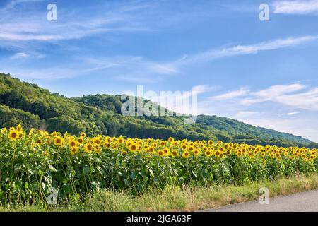 Riesige russische gelbe Sonnenblumen wachsen auf einem Feld mit einem wolkigen blauen Himmel Hintergrund und Kopieplatz. Hoher helianthus annuus mit lebhaften Blütenblättern Stockfoto