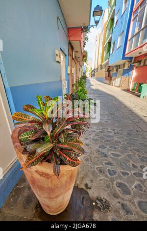 Croton Topf Pflanzen in einer engen Straße zwischen alten Stadthäusern. Zierpflanze aus Topfpflanzen mit bunten Crotonen oder Codiaeum variegatum-Blüten Stockfoto