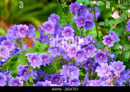 Lila Kraniche Bill Blumen wachsen in einem Garten im Frühjahr. Bunte Blüten in einem üppigen grünen Outdoor Park. Viele schöne ornamentale Geranium Stockfoto