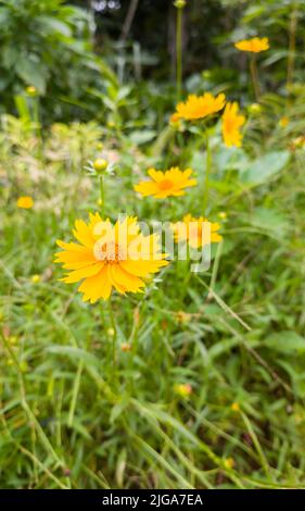 coreopsis, oft Calliopsis oder Tickseed genannt, leuchtend orange oder gelbe Blüten im Garten, aufgenommen in geringer Schärfentiefe mit Kopierraum Stockfoto