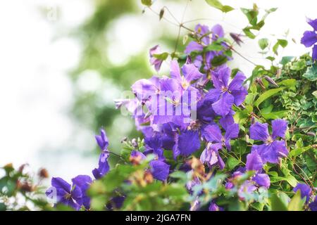 Nahaufnahme von purpurnen Clematis viticella-Blüten, die auf grünem Busch oder Hecke im privaten und abgeschiedenen Hausgarten wachsen und blühen. Strukturiertes Detail von Stockfoto