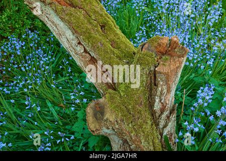 Nahaufnahme von Bluebell, die im Frühling um einen moosbedeckten Baumstumpf in einem Wald wächst. Makro-Details von blauen Blumen in Harmonie mit der Natur, ruhig Stockfoto