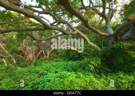 Landschaftsansicht des üppigen grünen Regenwaldes mit Baumkronen, die wild wachsen in Oahu, Hawaii, USA. Landschaftlich reizvolle Ökosystem von dichten Pflanzen, Büschen und Sträuchern in Stockfoto