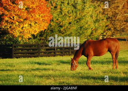 Ein Vollblut-Rennpferd grast auf einer Wiese auf einer Pferderanch im Horse Country der Blue Grass Region in der Nähe von Lexington, Kentucky Stockfoto